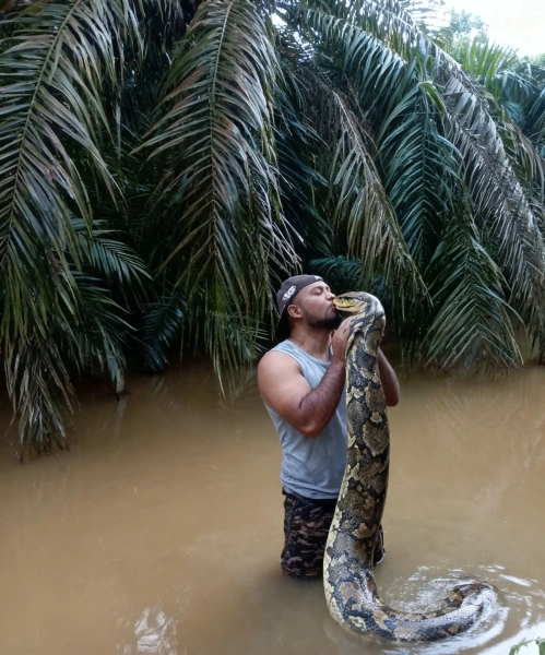 Gambar 'Battle' Dengan Ular Sawa