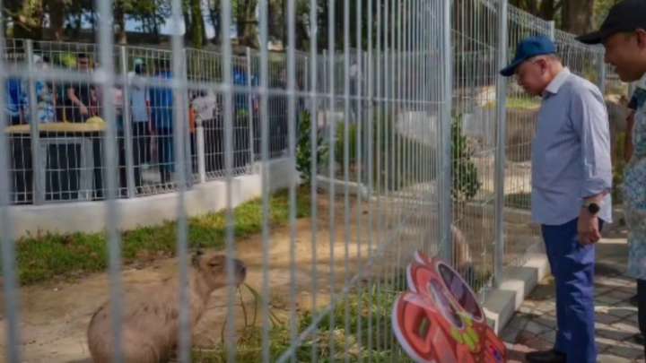 Lawat Zoo, Anwar
