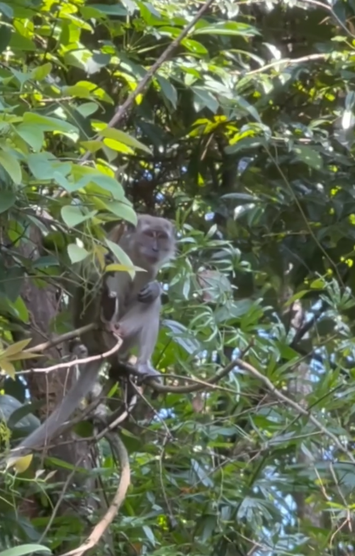 monyet atas pokok