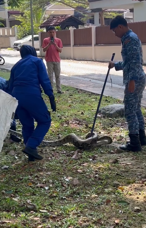 JPAM tangkap ular sawa