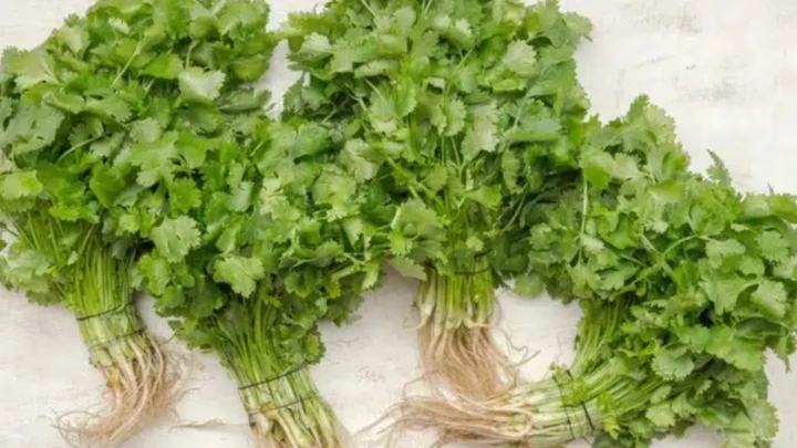 daun ketumbar