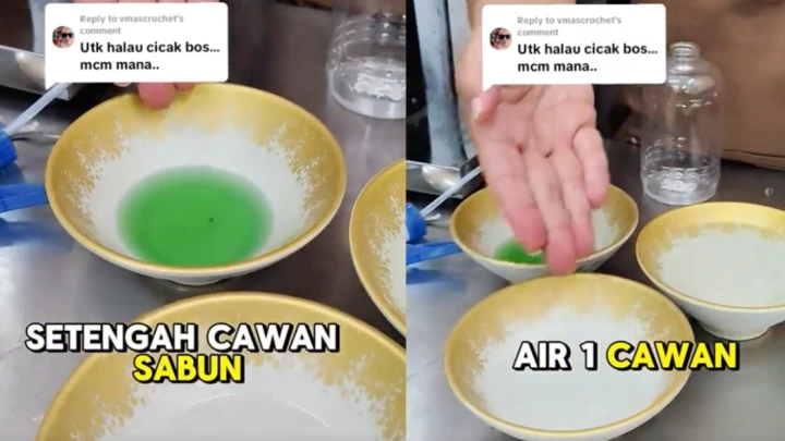 halau cicak