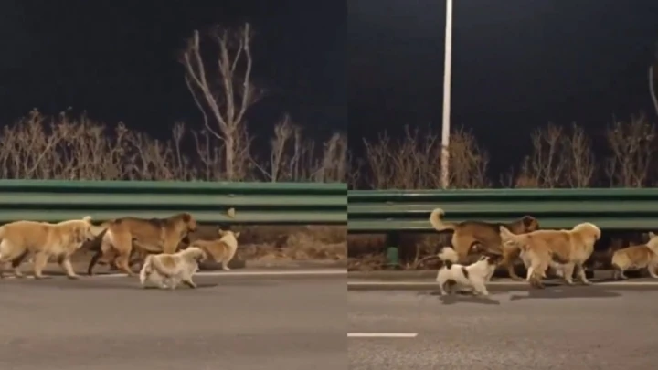 7 Anjing Tempuh Perjalanan