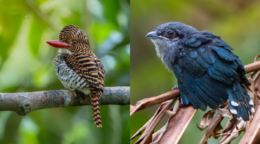 Burung hutan kelantan