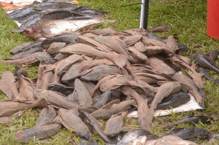 hukum ikan bandaraya