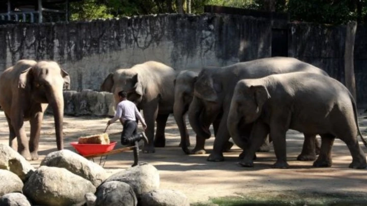 gajah jepun milik ztns