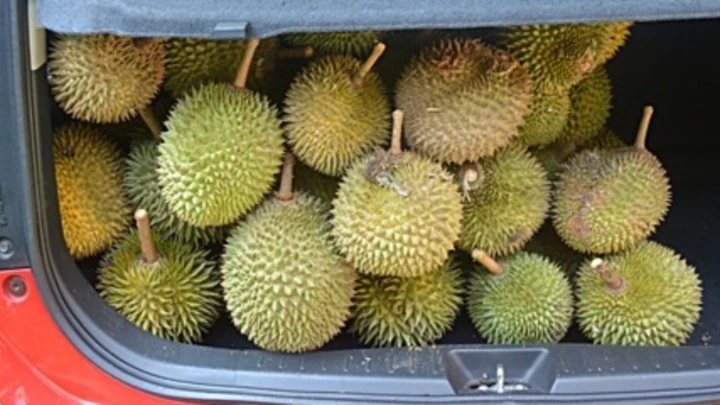 CARA BAU DURIAN KERETA
