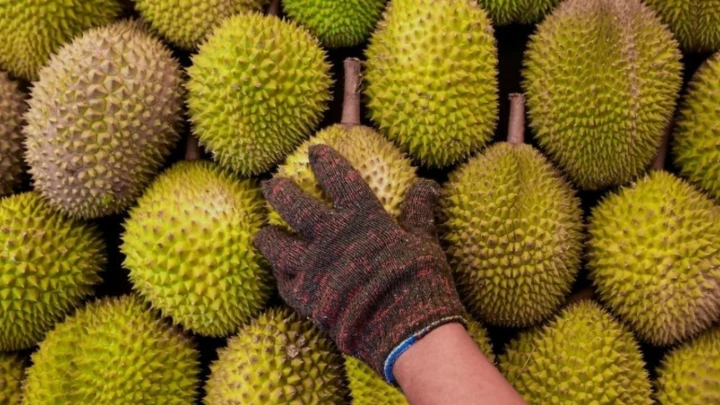 hantu durian