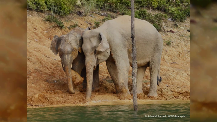 WWF MALAYSIA