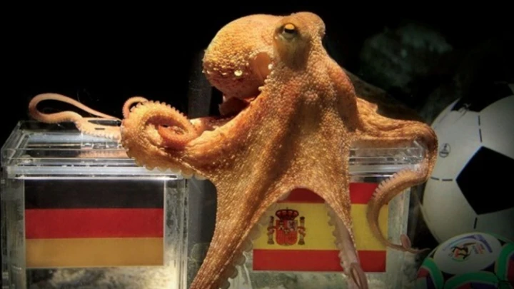 The Octopus