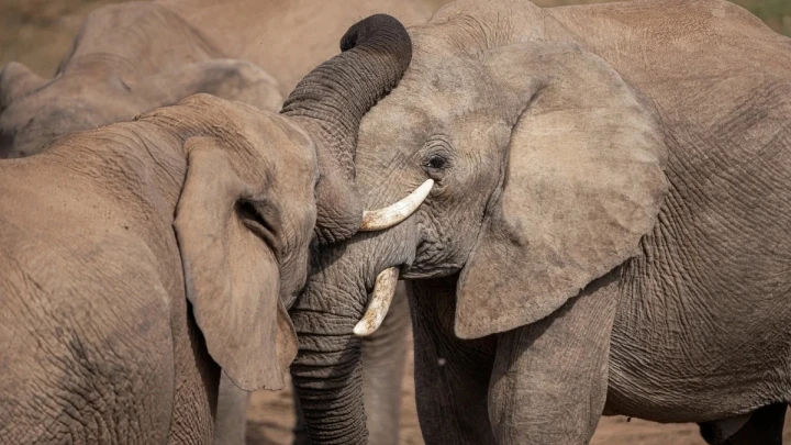 GAJAH AFRIKA