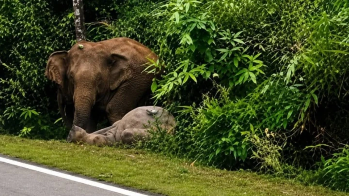 gajah enggan berganjak