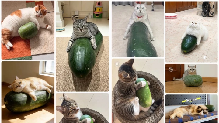trend labu kucing china