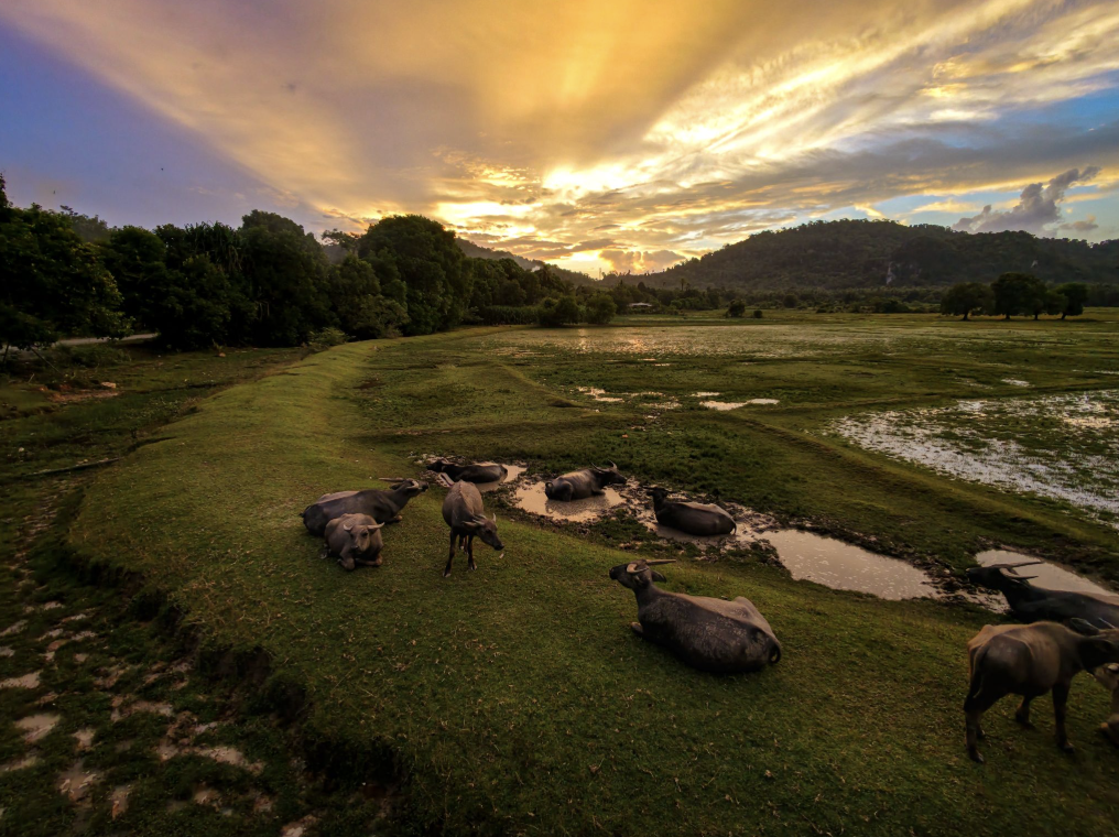 langkawi roro