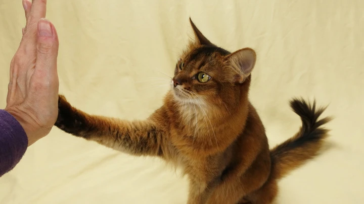 Latih Kucing Mudah