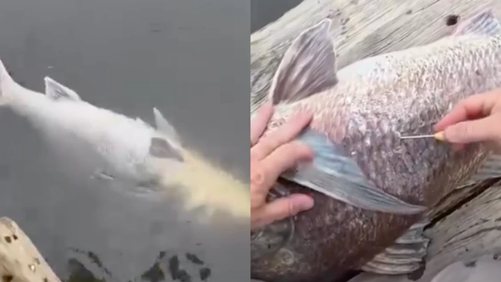 Ikan Terapung Masih Hidup