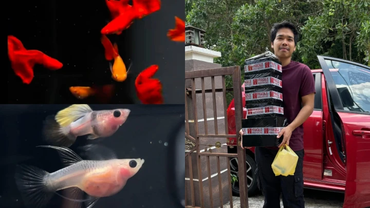 ikan longkang