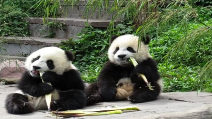 PANDA