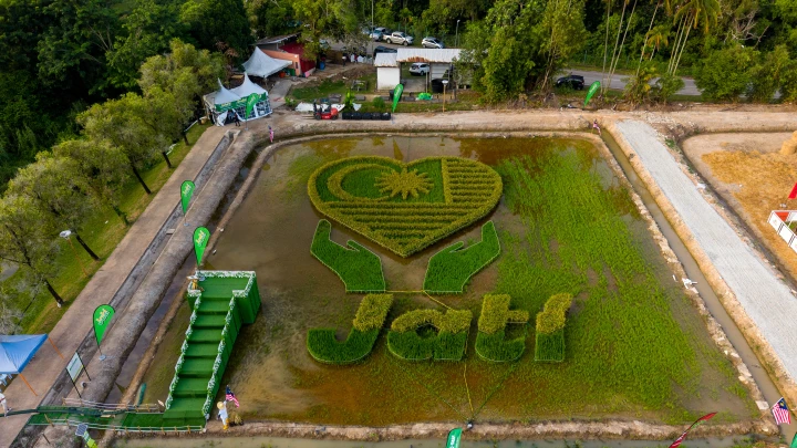 seni padi