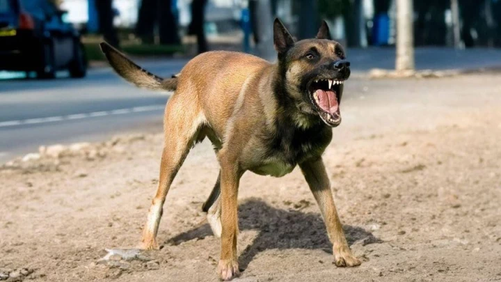 Kematian Akibat Rabies