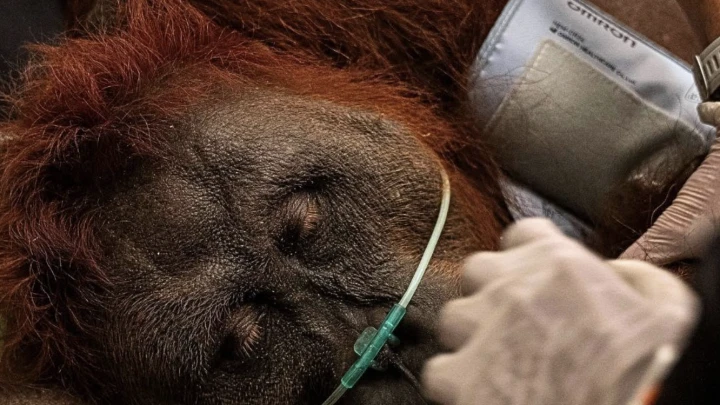 orangutan kebakaran indonesia
