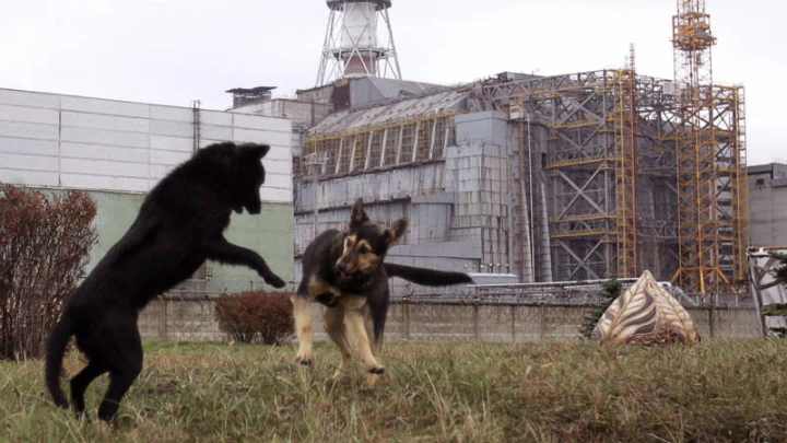 Chernobyl Jadi Habitat Haiwan Liar