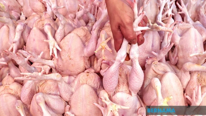 ayam
