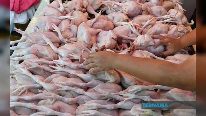6.5 Tan Ayam Dirampas Di Puchong