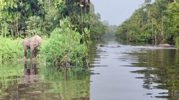 sungai kinabatangan