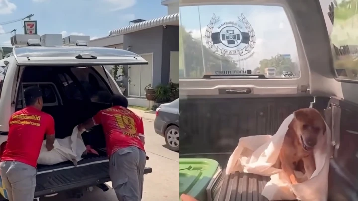Anjing Disangka Mati