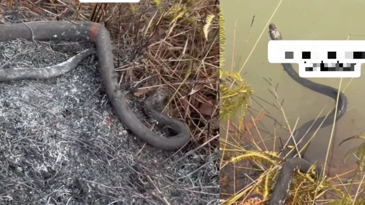 Ular Cedera Kebakaran Kalimantan