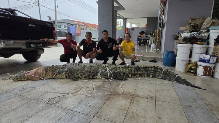 BUAYA